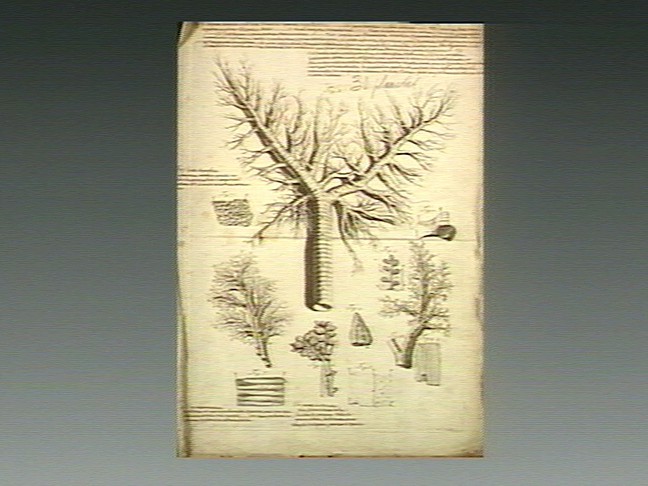 Antique anatomical engraving of the human trachea and bronchi