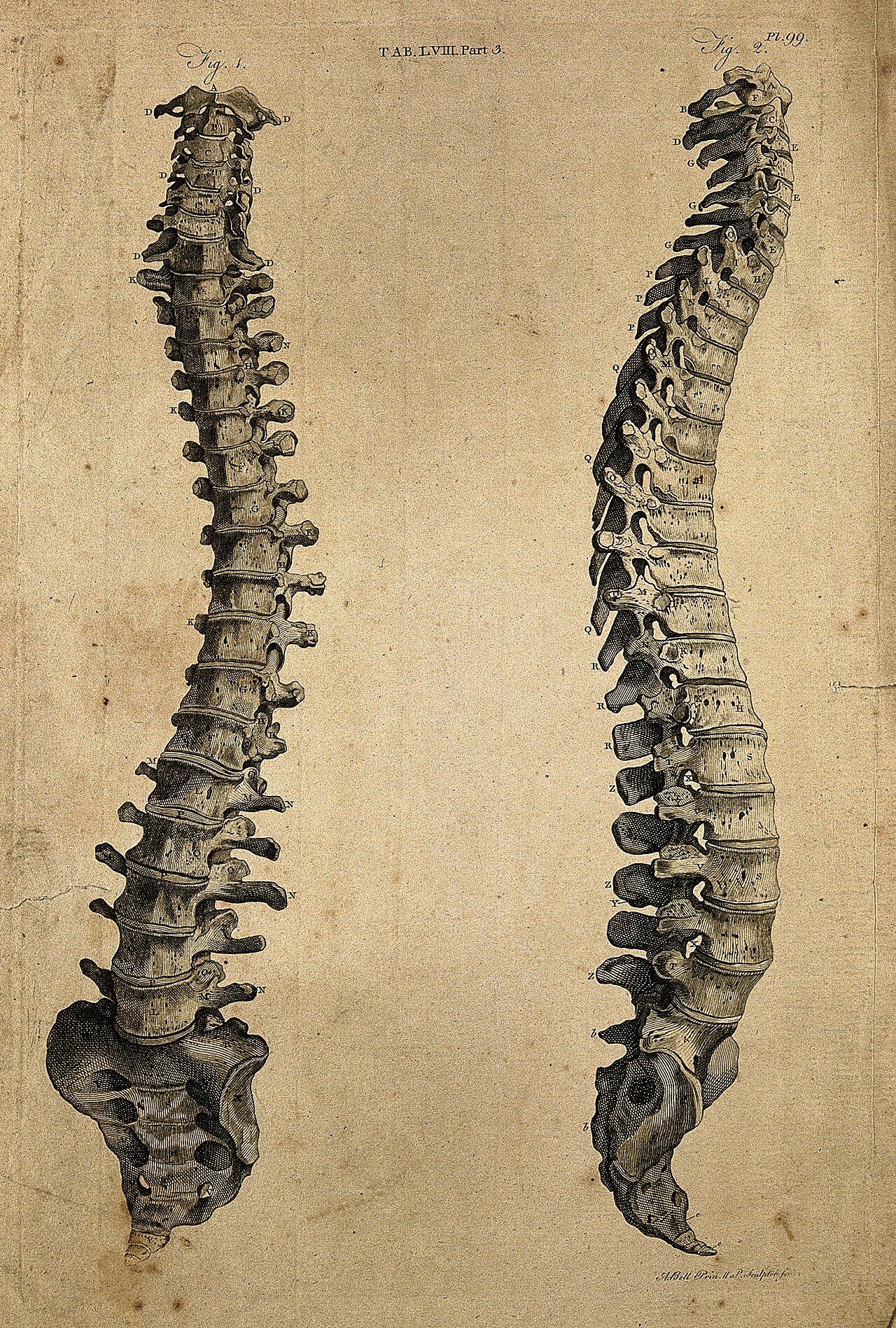 Antique anatomical engraving of the human vertebral column, front and side views