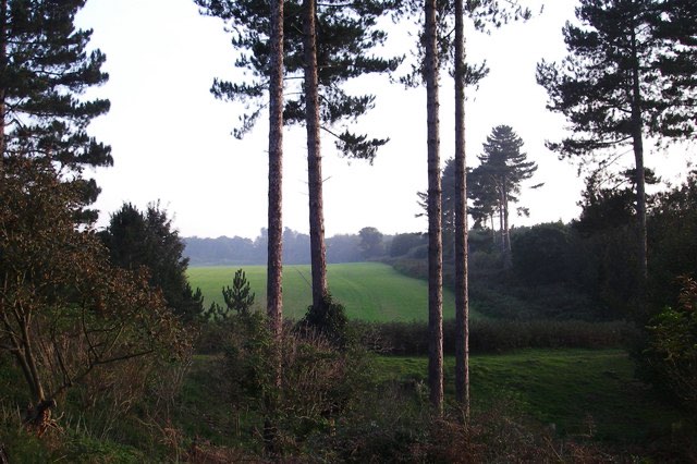 A clearing among conifers in Rendlesham Forest, Suffolk.