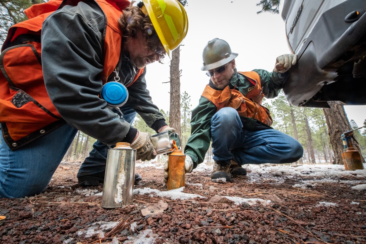 Ponderosa pines marked for a timber sale in the Apache-Sitgreaves National Forests, Arizona.