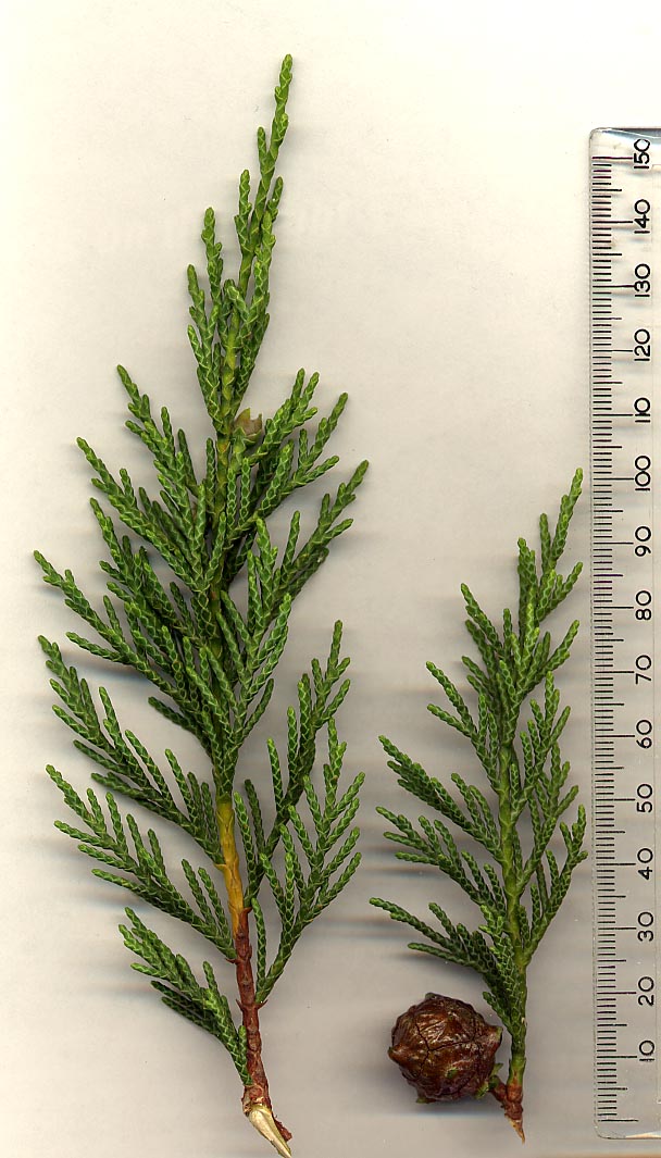 A Leyland cypress hedge — the fast-growing evergreen whose suburban feuds prompted Parliament to legislate on hedge heights.